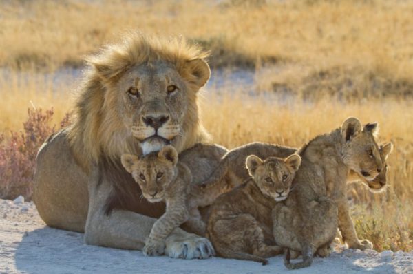 La Namibie forcée de vendre aux enchères des animaux sauvages