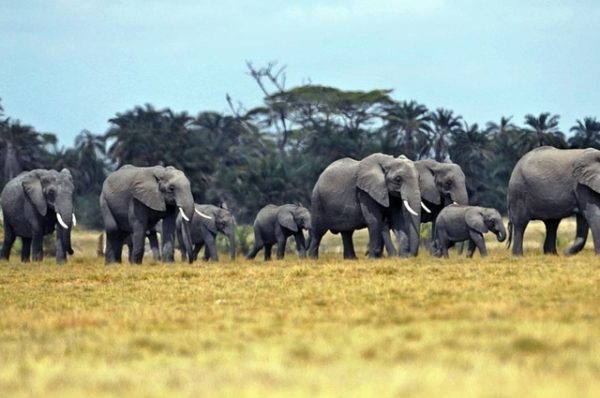 Au Kenya, la lutte contre le braconnage passe aussi par la high-tech