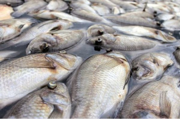 Gabon : inquiétude après la mort mystérieuse de centaines de poissons dans l’Ogooué