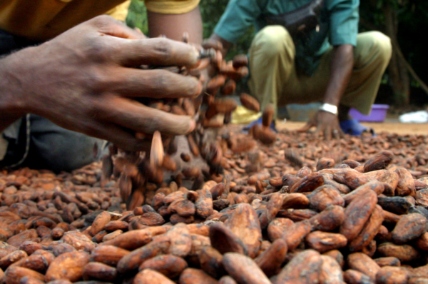 Cacao : la Côte d’Ivoire et le Ghana accusent Hershey et Mars de soustraire à leurs engagements