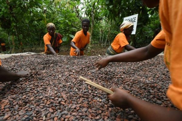 Côte d’Ivoire, Ghana et acteurs du cacao d’accord pour une filière plus durable
