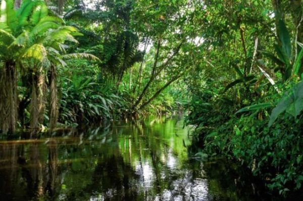 Le Gabon, premier pays africain payé pour ses efforts contre la déforestation