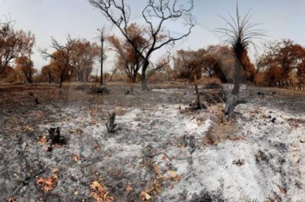 Au Sénégal, une forêt de baobabs sacrifiée sur l’autel de l’industrialisation