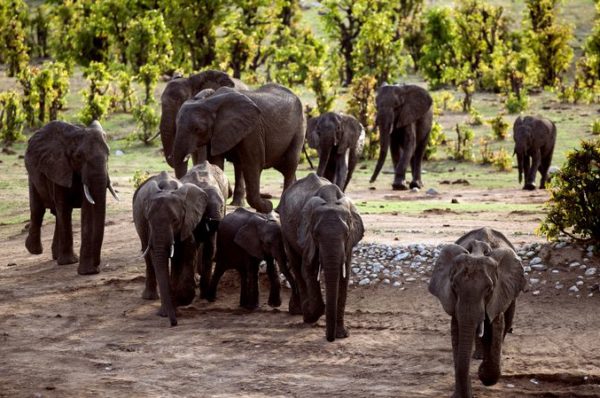 Le Zimbabwe, frappé par la sécheresse, prépare une migration massive d’animaux sauvages