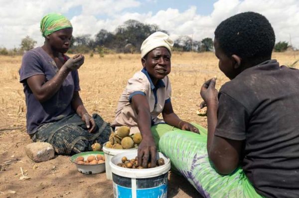 Au Zimbabwe, l’imminence d’une famine « créée par l’homme »