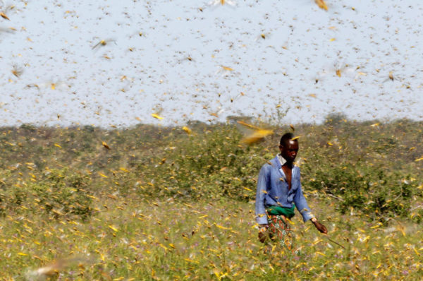 Corne de l’Afrique : « Le dérèglement climatique accentue les invasions de criquets »