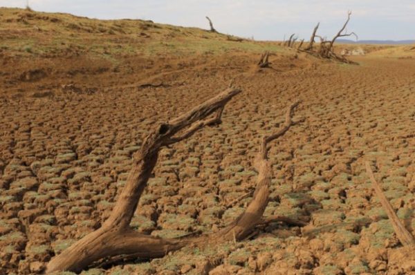 La Namibie envisage d’importer du bétail alors que la sécheresse décime les troupeaux locaux