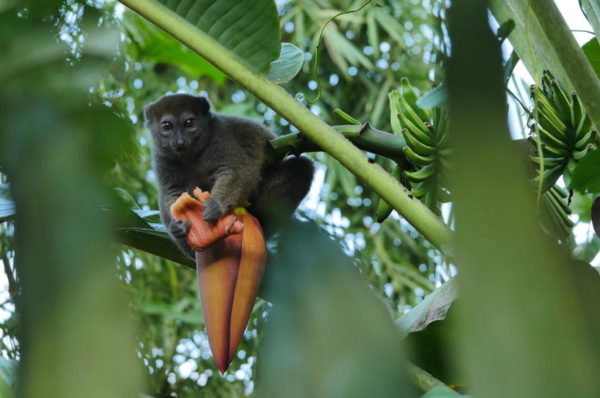 Madagascar: les lémuriens en danger selon les défenseurs de l’environnement