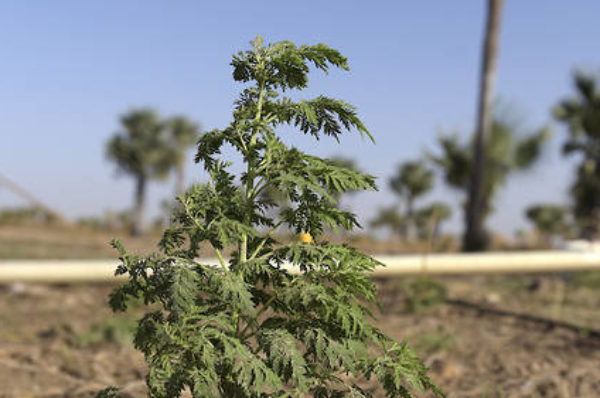 Artemisia et plantes médicinales : le « Covid-Organics », symbole de la recherche malgache