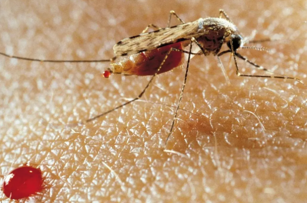En Afrique, le paludisme de plus en plus résistant aux traitements