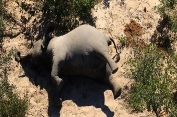 Des éléphants décimés par une toxine mortelle au Botswana