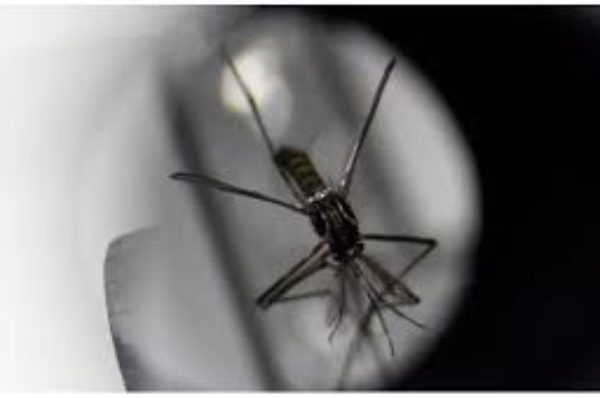 Paludisme : un moustique asiatique menace les villes africaines