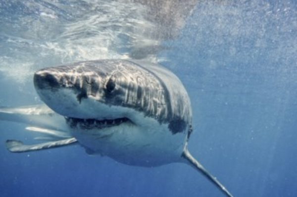 En Afrique du Sud, les grands requins blancs fuient les « baleines tueuses »