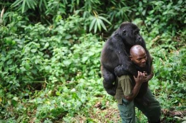 Le parc des Virunga, théâtre d’un conflit sanglant