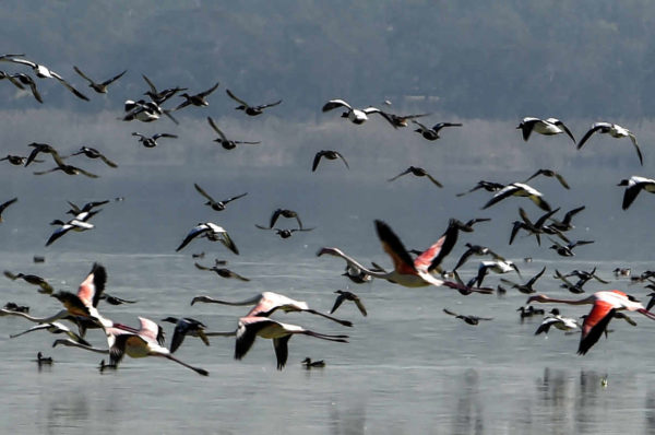 A Tunis, un projet d’aménagement de la lagune inquiète les défenseurs de l’environnement