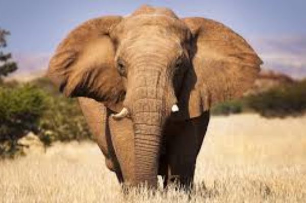 En Afrique, l’éléphant de forêt « en danger critique d’extinction »