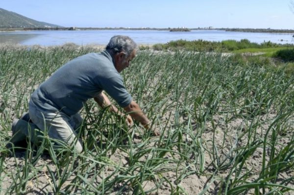 En Tunisie, un système unique de culture sur sable menacé par les dérèglements climatiques