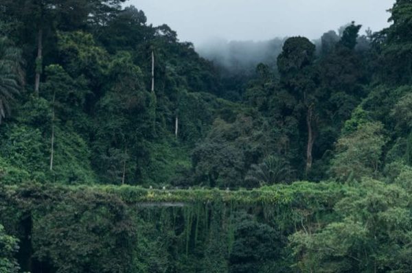 Des progrès dans la protection de la biodiversité en Afrique centrale