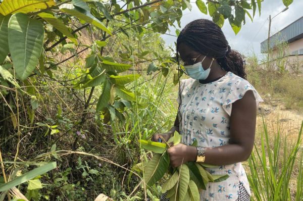 Au Cameroun, un insecticide biologique pour lutter contre le paludisme