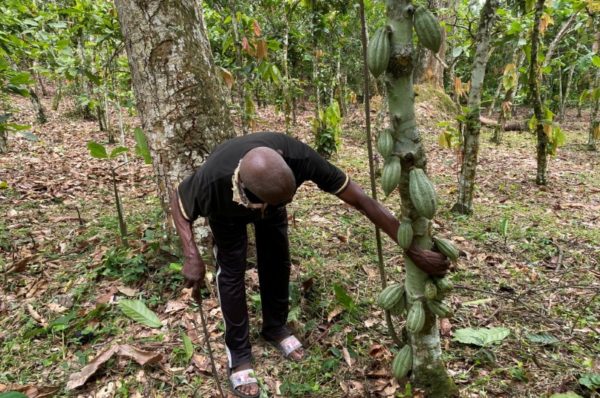 Des pluies irrégulières et des saisons sèches prolongées menacent l’économie cacaoyère du Cameroun