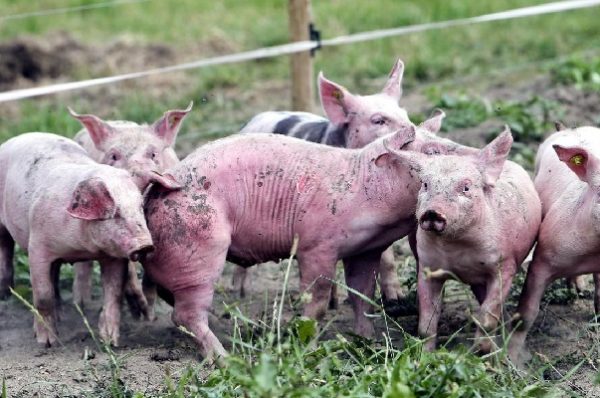 Tout savoir sur la peste porcine africaine, l’autre épidémie mondiale