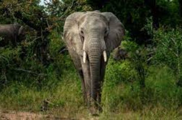 Namibie: une cinquantaine d’éléphants vendus par l’État