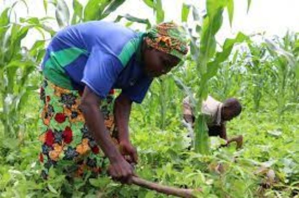 Centrafrique : l’asphyxie du secteur agricole