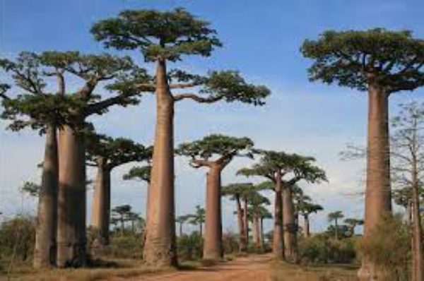 L’impossible adaptation des baobabs de Madagascar au changement climatique