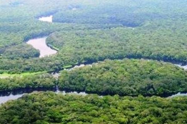 Le ministre congolais de l’Environnement affirme que la signature des licences forestières a été falsifiée