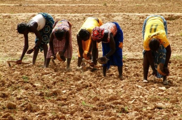 Face au changement climatique, les paysans africains vont devoir repenser leurs cultures