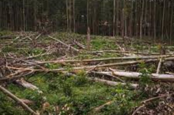 RDC : l’UA invitée à une action urgente contre la déforestation massive