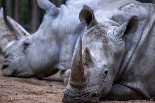 Au Rwanda, 30 rhinocéros blancs du Sud débarquent d’un Boeing 747