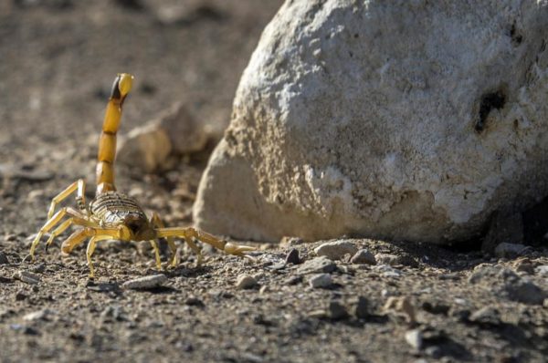 En Egypte, des pluies diluviennes provoquent quatre morts et 500 piqûres de scorpions