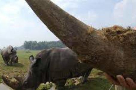 Les cornes de rhinocéros sont prisées en Asie pour leurs prétendues vertus thérapeutiques. © Crédit photo : AFP PHOTO MYCHELE DANIAU