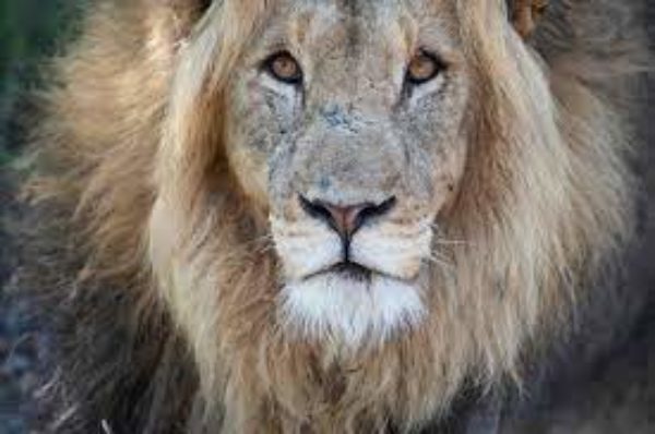 En Afrique du Sud, des pumas et des lions contaminés par le Covid-19
