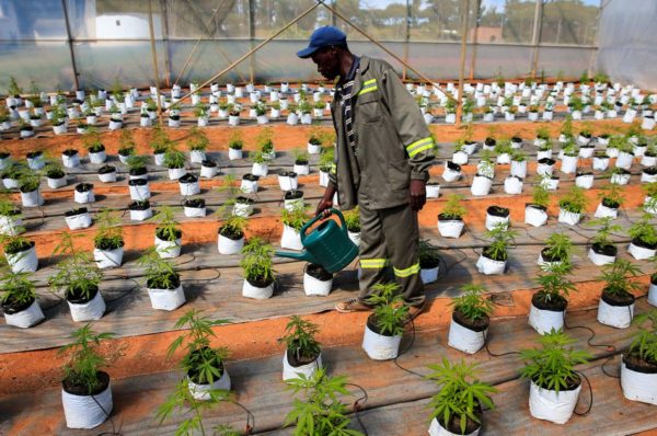 Les agriculteurs zimbabwéens espèrent sentir le boom du cannabis